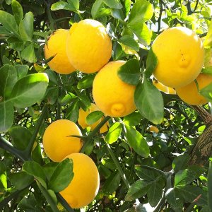 Citrónovníkovec trojlistý (Poncirus Trifoliata) - výška 70-100 cm, kont. C10L